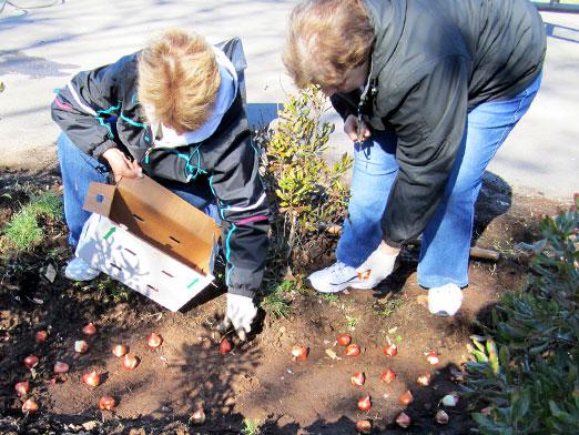 Hogyan telepítsük a tulipánokat?