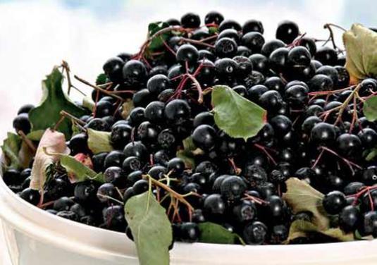 Mi a használata az aratóval ashberry?