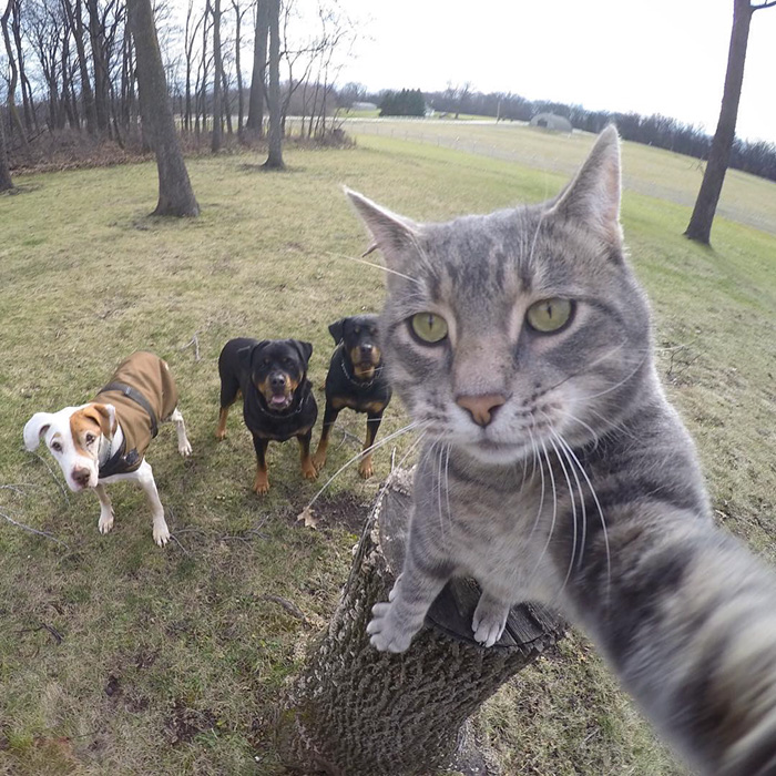 selfie cat