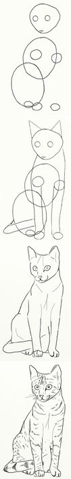 Hogyan rajzoljunk egy macskát egy ceruzával?