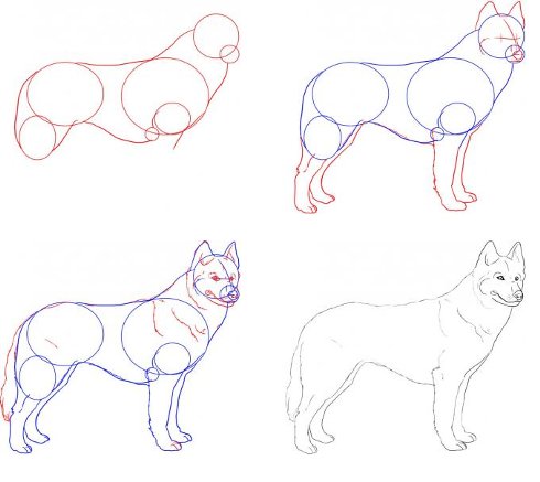 Hogyan rajzoljunk egy husky kutyát?