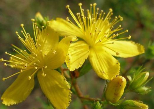 Miért hasznos a St. John's wort?