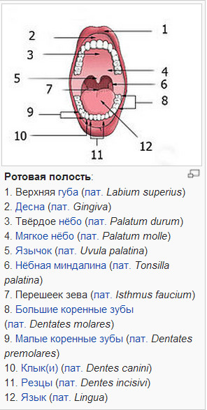 Mi a száj?