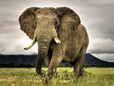 Mit tehet egy elefánt?
