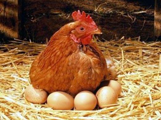 Hány csirke tojás?