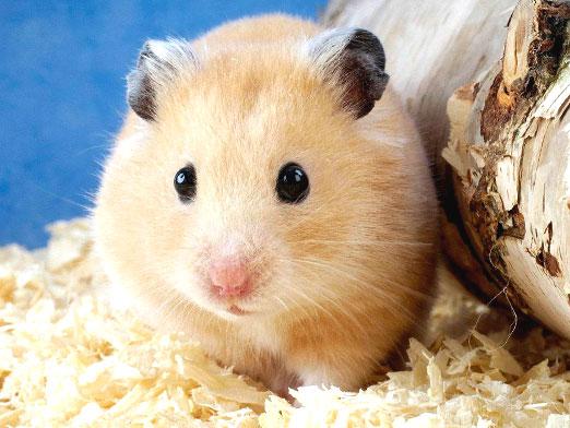 Hány hamster él?